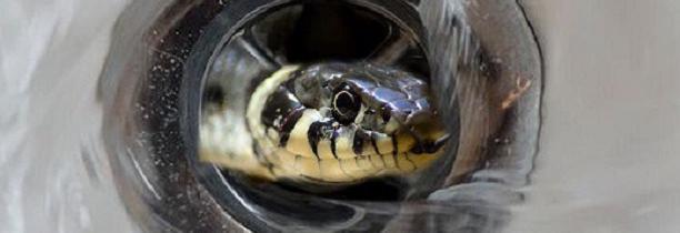 Un serpent remonte par les canalisations alors qu’une jeune femme prend sa douche chez elle