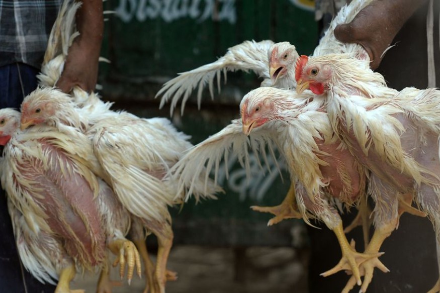 Un foyer de grippe aviaire a été découvert dans une basse-cour de l'Aisne