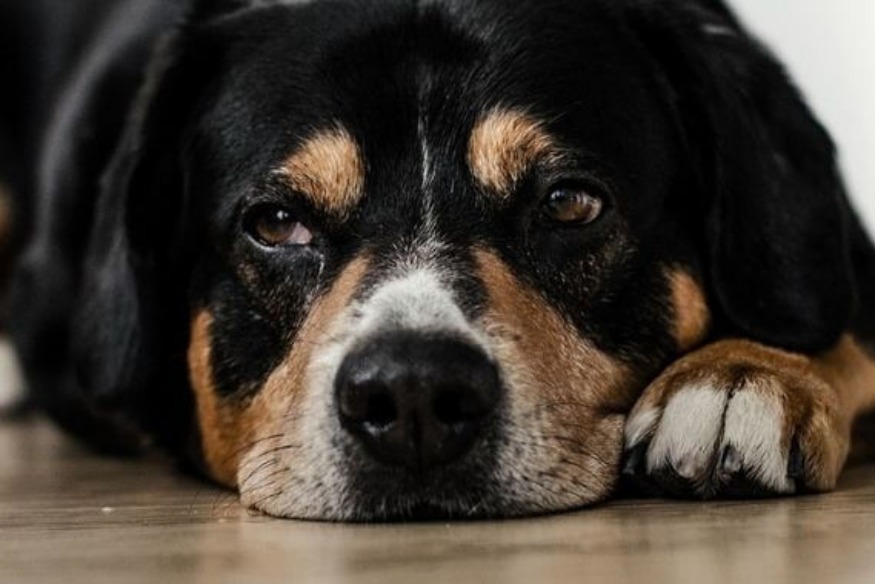 Dunkerque: Trois filles volent un chien et le jettent par une fenêtre