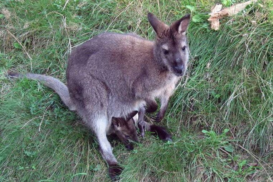 Un wallaby récupéré hier par les pompiers