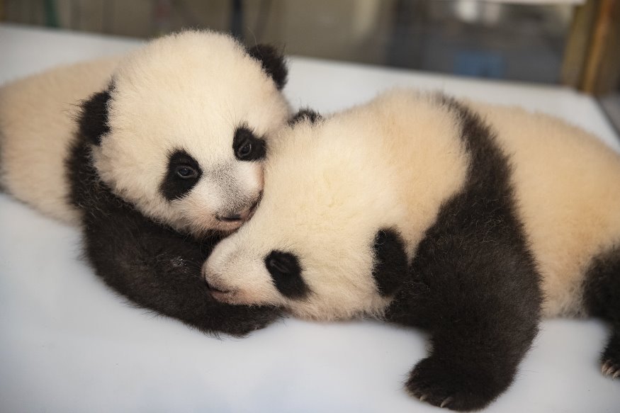 On connaîtra aujourd'hui les prénoms des bébés pandas