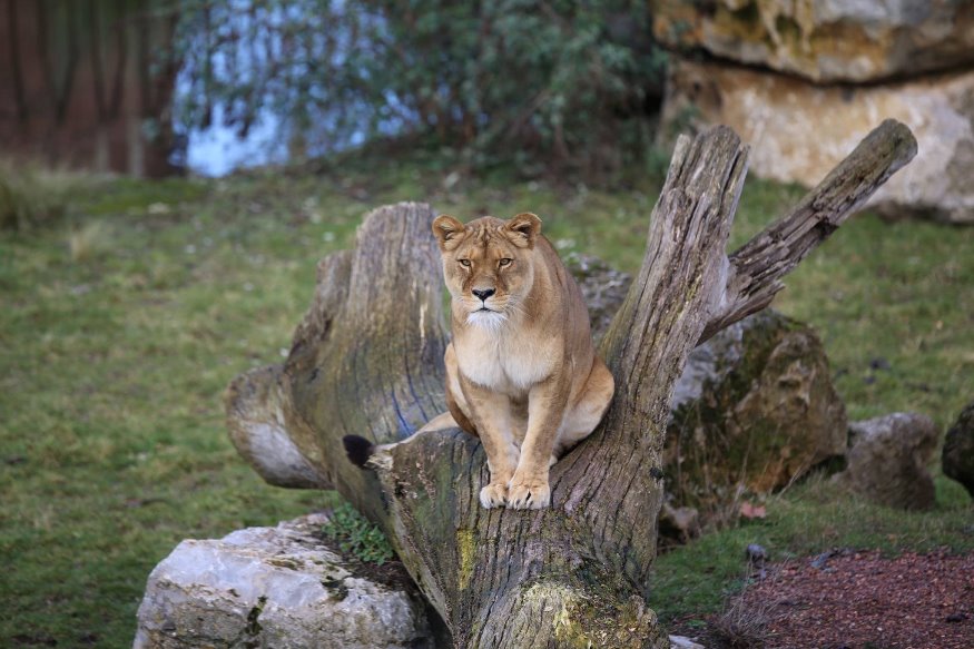 Une lionne testée positive au coronavirus à Pairi Daiza