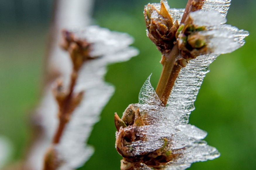 De fortes gelées  dans le nord dès ce mardi