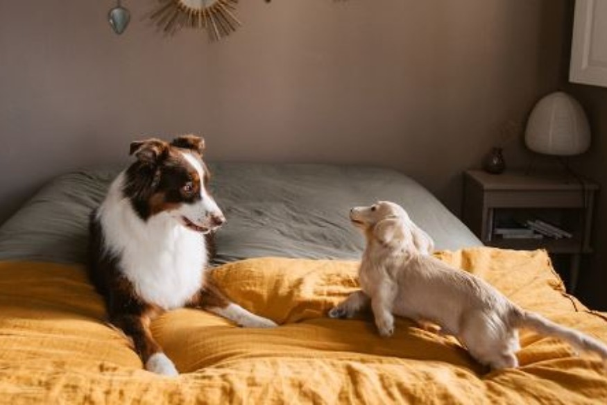 En Espagne, les animaux de compagnie désormais considérés comme des «membres de la famille»