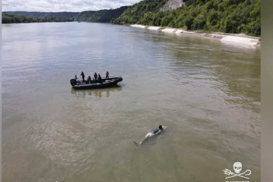 L'orque bloquée dans la Seine retrouvée morte