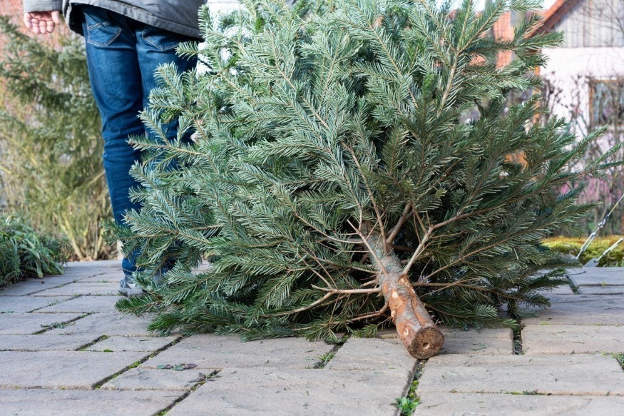 Voici les points de collecte des sapins de Noël à Lille