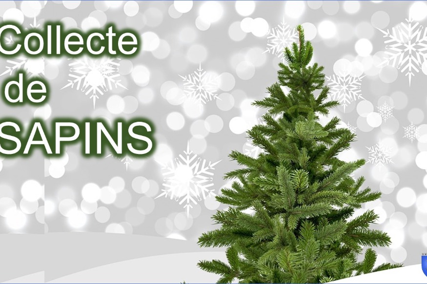 La collecte des sapins naturels dans le Pas de Calais - Voici la liste