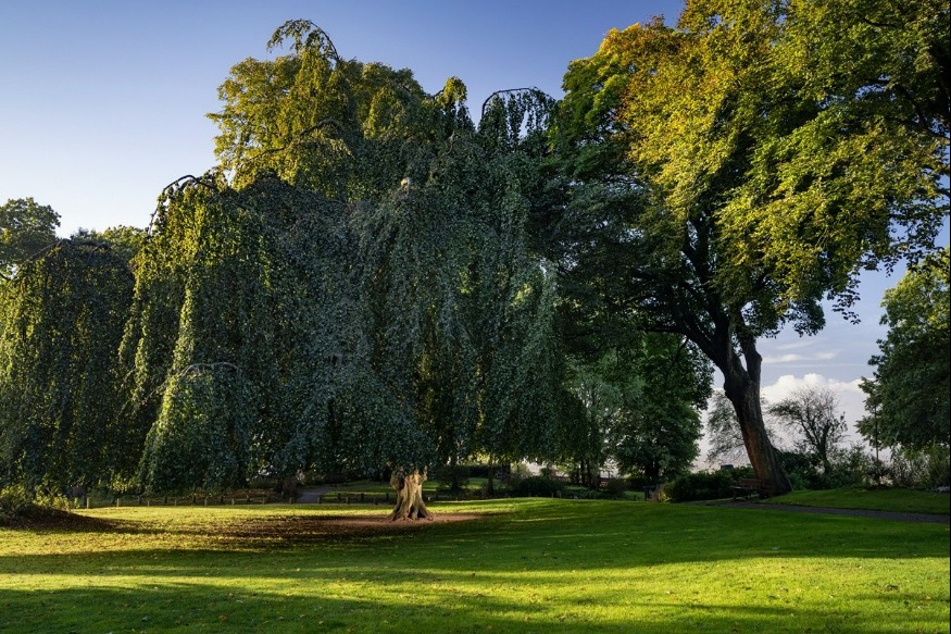 L'Hêtre de Cassel en lice pour devenir l'arbre de l'année européen