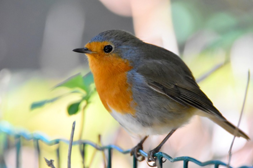 Comptage national Oiseaux des jardins avec la LPO