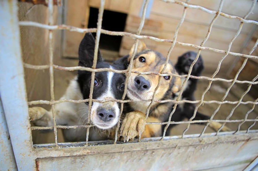 Plusieurs centaines d'animaux saisis dans le Nord