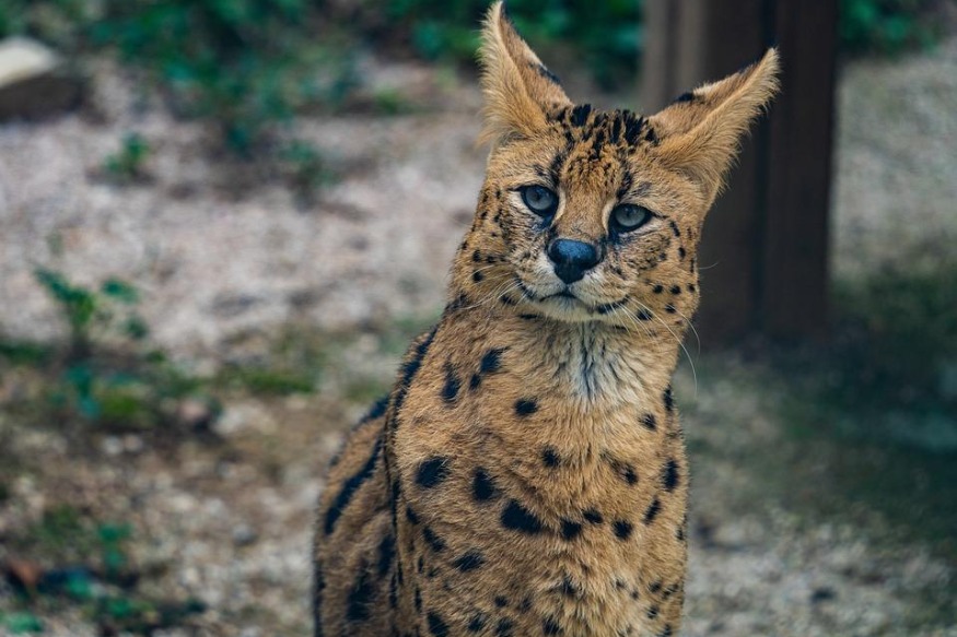 2 servals découverts à Lille Hellemmes