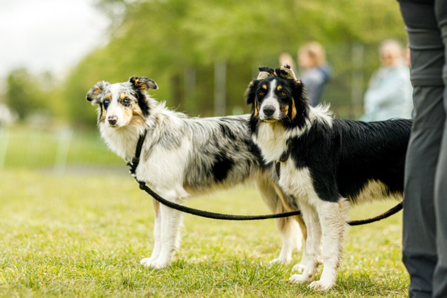 Lille, 1ère ville de France où il fait bon vivre avec son chien