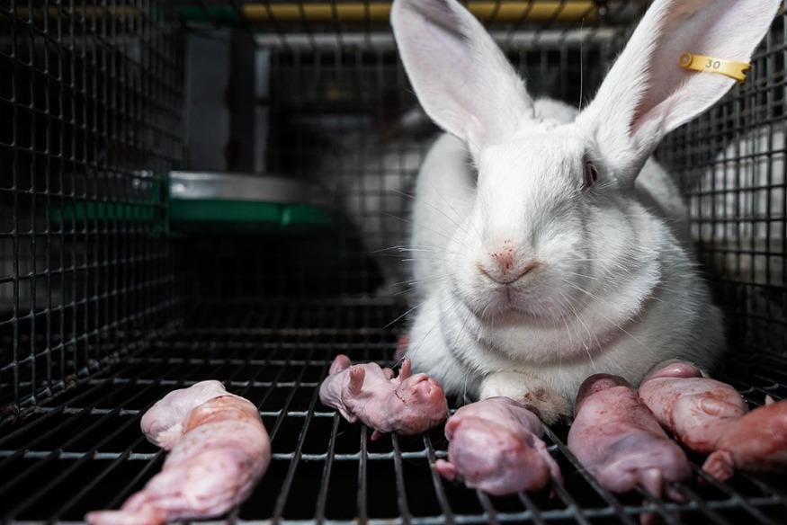 L’association de défense des animaux L214 pointe un élevage de lapins de Nordpeene, dans le Nord