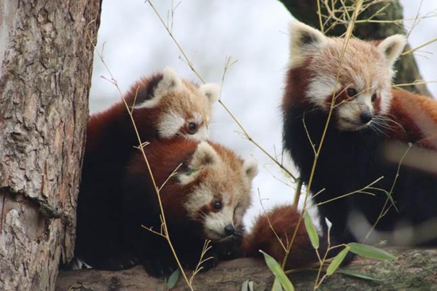 Les 2 jeunes pandas roux du Zoo de Lille ont quitté le Nord !