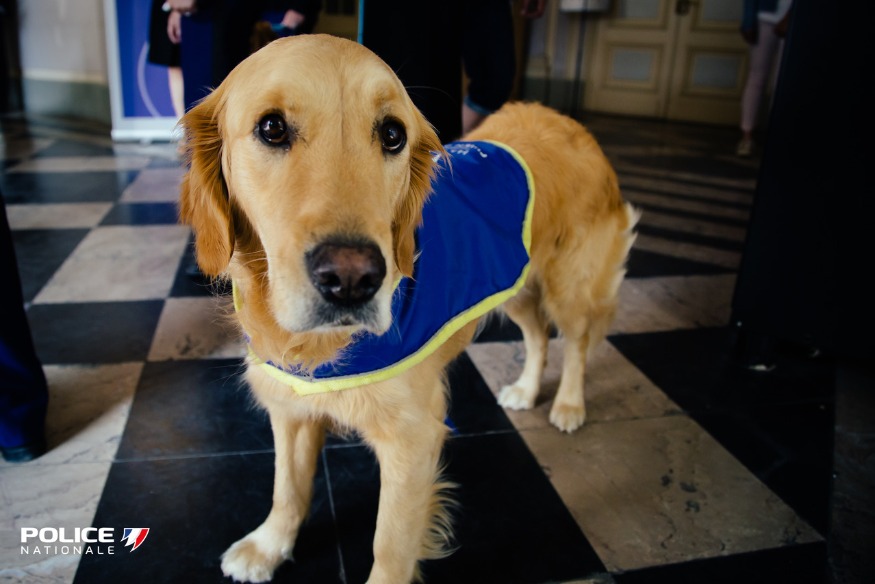 2 chiens d'assistance judiciaire dans le Pas de Calais