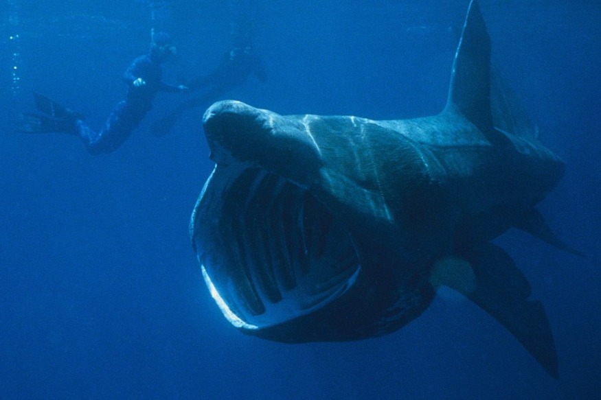 Un requin pèlerin observé chez nous !