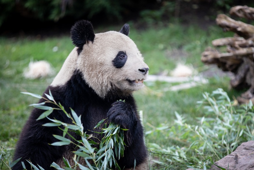 Le 1er bébé panda né en France quitte l'hexagone !