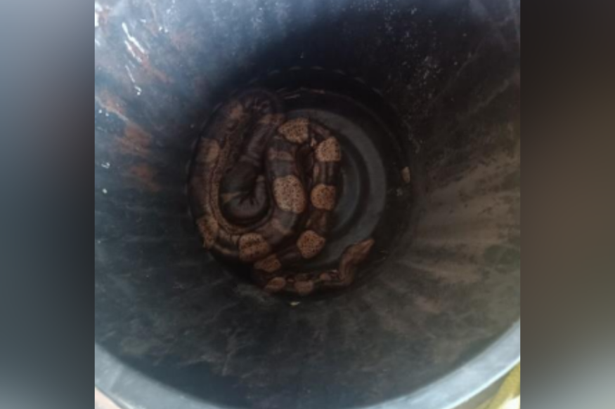 Un boa constrictor capturé dans le Pas de Calais !