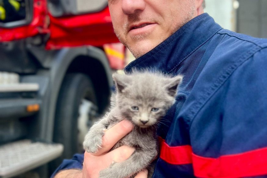 Les pompiers du Nord ont sauvé plusieurs chatons hier