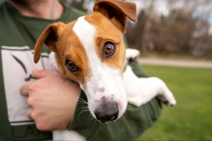 L'Agglo Hénin-Carvin porte plainte, après le vol de 2 chiens au sein de son refuge animalier